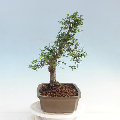 bonsai Room - Ulmus parvifolia - Malolistý wiąz - 2