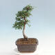 bonsai Room - Ulmus parvifolia - Malolistý wiąz - 2/6