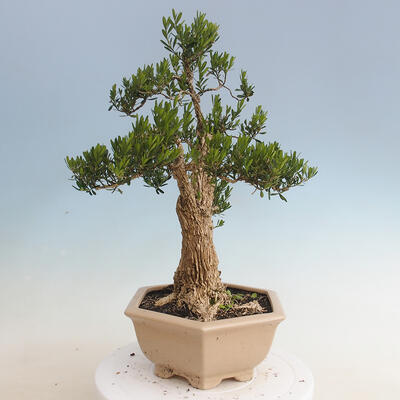 Kryty bonsai - Buxus harlandii - Bukszpan korkowy - 2