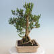 Kryty bonsai - Buxus harlandii - Bukszpan korkowy - 2/7