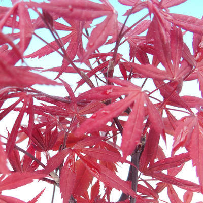 Outdoor bonsai - dłoń Acer. Atropurpureum - japoński klon czerwony - 2