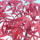 Outdoor bonsai - Acer palm. Atropurpureum-Klon dlanitolistý - 2/2