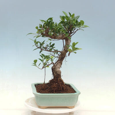 Kryty bonsai - Ficus kimmen - fikus drobnolistny - 2