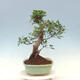 Kryty bonsai - Ficus kimmen - fikus drobnolistny - 2/4