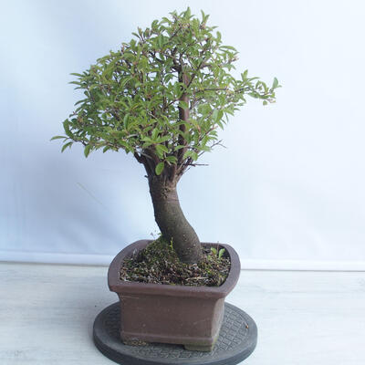 Bonsai na zewnątrz - Mahalebka - Prunus mahaleb - 2