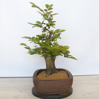 Bonsai ogrodowe - Grab - Carpinus betulus - 2