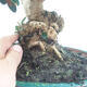 Kryte bonsai - Olea europaea sylvestris - Europejska oliwa z małych liści - 2/7