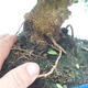 Kryte bonsai - Olea europaea sylvestris - Europejska oliwa z małych liści - 2/7