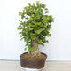 Outdoor bonsai - Jinan biloba - Ginkgo biloba - 2/5