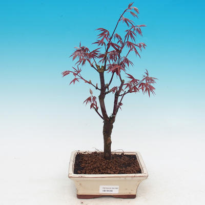 Outdoor bonsai - Acer palm. Atropurpureum-Klon dlanitolistý - 2