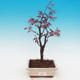 Outdoor bonsai - Acer palm. Atropurpureum-Klon dlanitolistý - 2/2