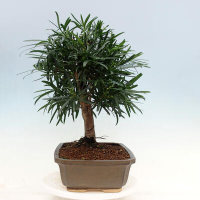 bonsai Room - Podocarpus - Stone tysięcy - 2