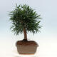 bonsai Room - Podocarpus - Stone tysięcy - 2/7