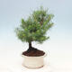 Kryty bonsai-Pinus halepensis-sosna Aleppo - 2/4
