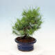 Kryty bonsai-Pinus halepensis-sosna Aleppo - 2/4