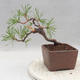Outdoor bonsai - Pinus sylvestris - Sosna zwyczajna - 2/4