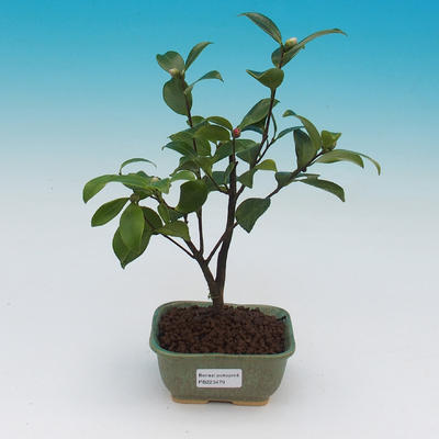 Pokój bonsai-kamelia euphlebia-kamelia - 2
