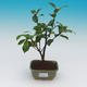 Pokój bonsai-kamelia euphlebia-kamelia - 2/2