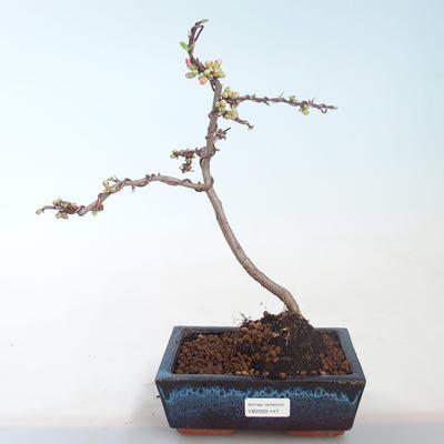 Outdoor bonsai - spec Chaenomeles. Rubra - Pigwa VB2020-147 - 2