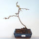 Outdoor bonsai - spec Chaenomeles. Rubra - Pigwa VB2020-147 - 2/3