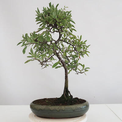 Outdoor bonsai - Prunus spinosa - tarnina - 2