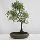 Outdoor bonsai - Prunus spinosa - tarnina - 2/3