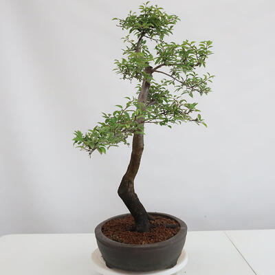 Outdoor bonsai - Prunus spinosa - tarnina - 2