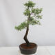 Outdoor bonsai - Prunus spinosa - tarnina - 2/4