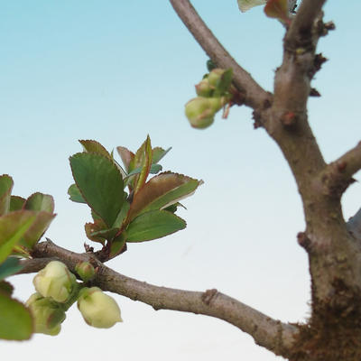 Outdoor bonsai - Chaenomeles superba biały jet szlak -Kdoulovec - 2