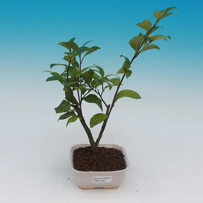 Pokój bonsai-kamelia euphlebia-kamelia - 2