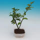 Pokój bonsai-kamelia euphlebia-kamelia - 2/2