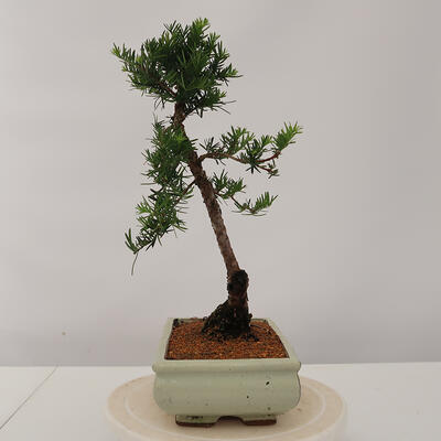 Outdoor bonsai - Taxus bacata - Cis czerwony - 2