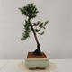 Outdoor bonsai - Taxus bacata - Cis czerwony - 2/4