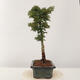 Outdoor bonsai - Acer palmatum Shishigashira - 2/5