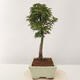 Outdoor bonsai - Acer palmatum Shishigashira - 2/5