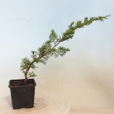 Outdoor bonsai - Juniperus chinensis Itoigawa-jałowiec chiński - 2