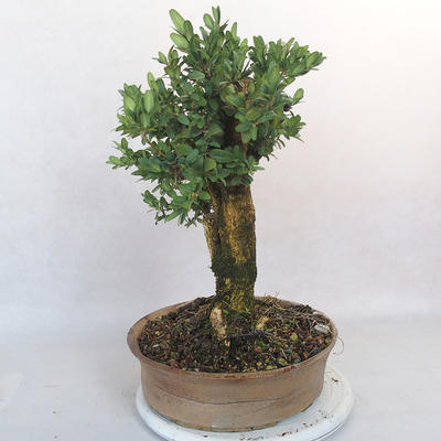 Outdoor bonsai - bukszpan - 2