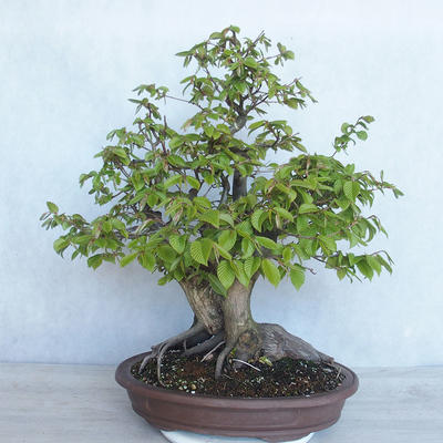 Outdoor bonsai Carpinus betulus - Grab VB2020-485 - 2