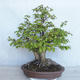 Outdoor bonsai Carpinus betulus - Grab VB2020-485 - 2/5