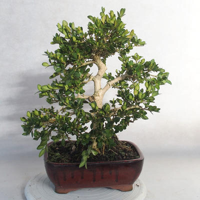 Outdoor bonsai - bukszpan - 2