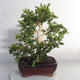 Outdoor bonsai - bukszpan - 2/5
