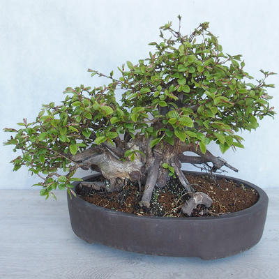 Outdoor bonsai Carpinus betulus - Grab VB2020-487 - 2