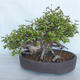 Outdoor bonsai Carpinus betulus - Grab VB2020-487 - 2/5