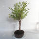 Outdoor bonsai- ziele dziurawca - Hypericum - 2/6