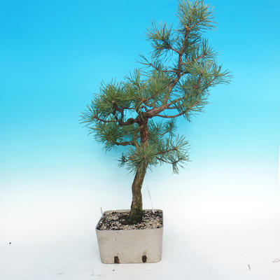 Yamadori - sosna - Pinus sylvestris - 2
