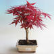 Outdoor bonsai - dłoń Acer. Atropurpureum-klon - 2/2