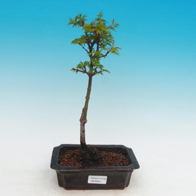Outdoor bonsai -Javor malolistý Shishigashira - 2