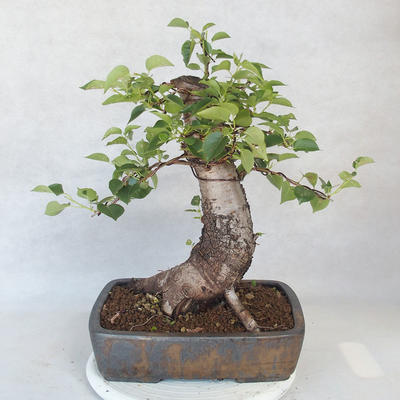 Outdoor bonsai -Mahalebka - Prunus mahaleb - 2