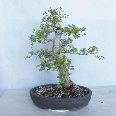 Outdoor bonsai - Ulmus GLABRA Elm VB2020-495 - 2