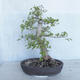 Outdoor bonsai - Ulmus GLABRA Elm VB2020-495 - 2/5